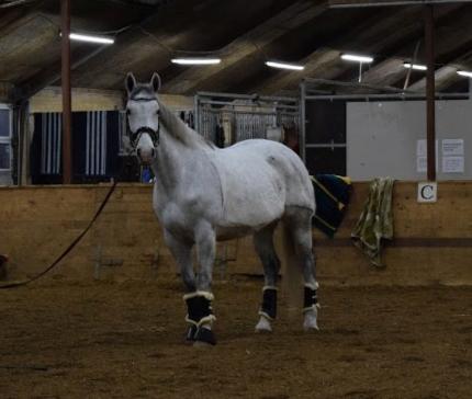 Polsk Varmblod Gonzo billede 1