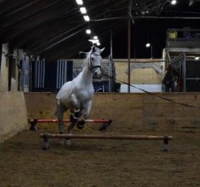 Polsk Varmblod Gonzo - Gonzo i mindre spring d. 7/1-18 billede 9