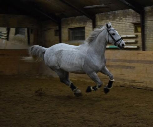 Polsk Varmblod Gonzo - Løs i ridehuset d. 7/1-18  billede 12