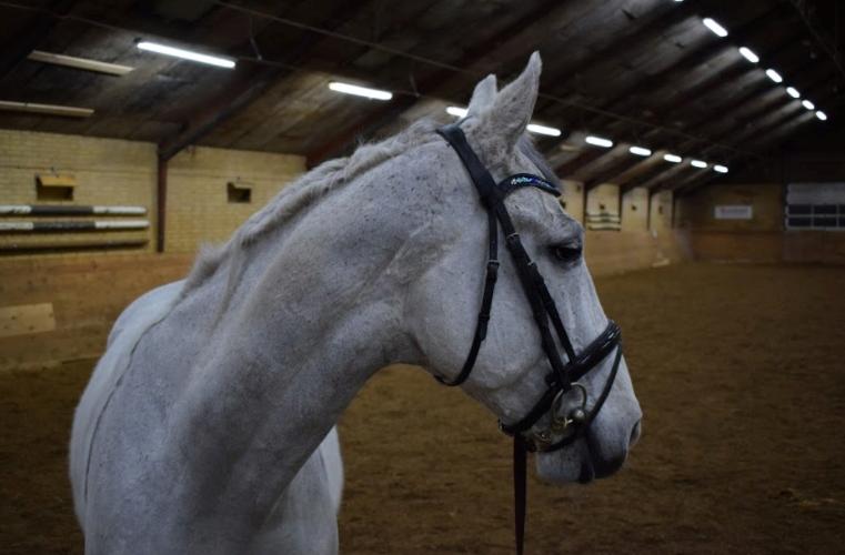 Polsk Varmblod Gonzo billede 8