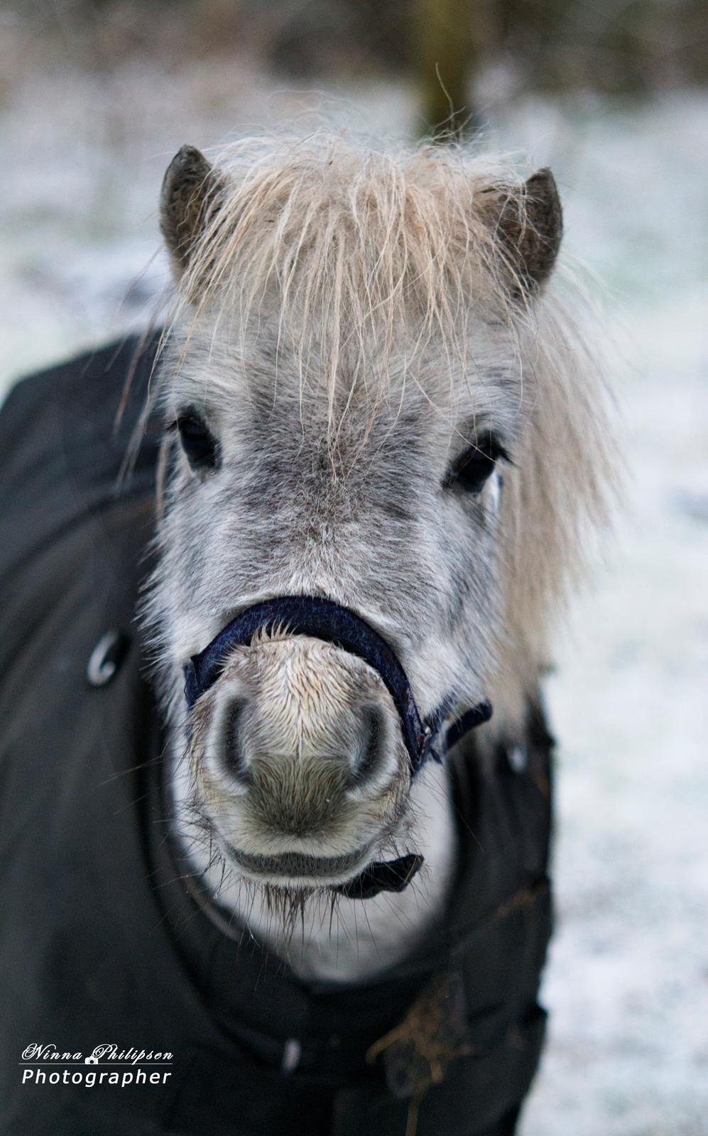 Miniature Máni billede 15