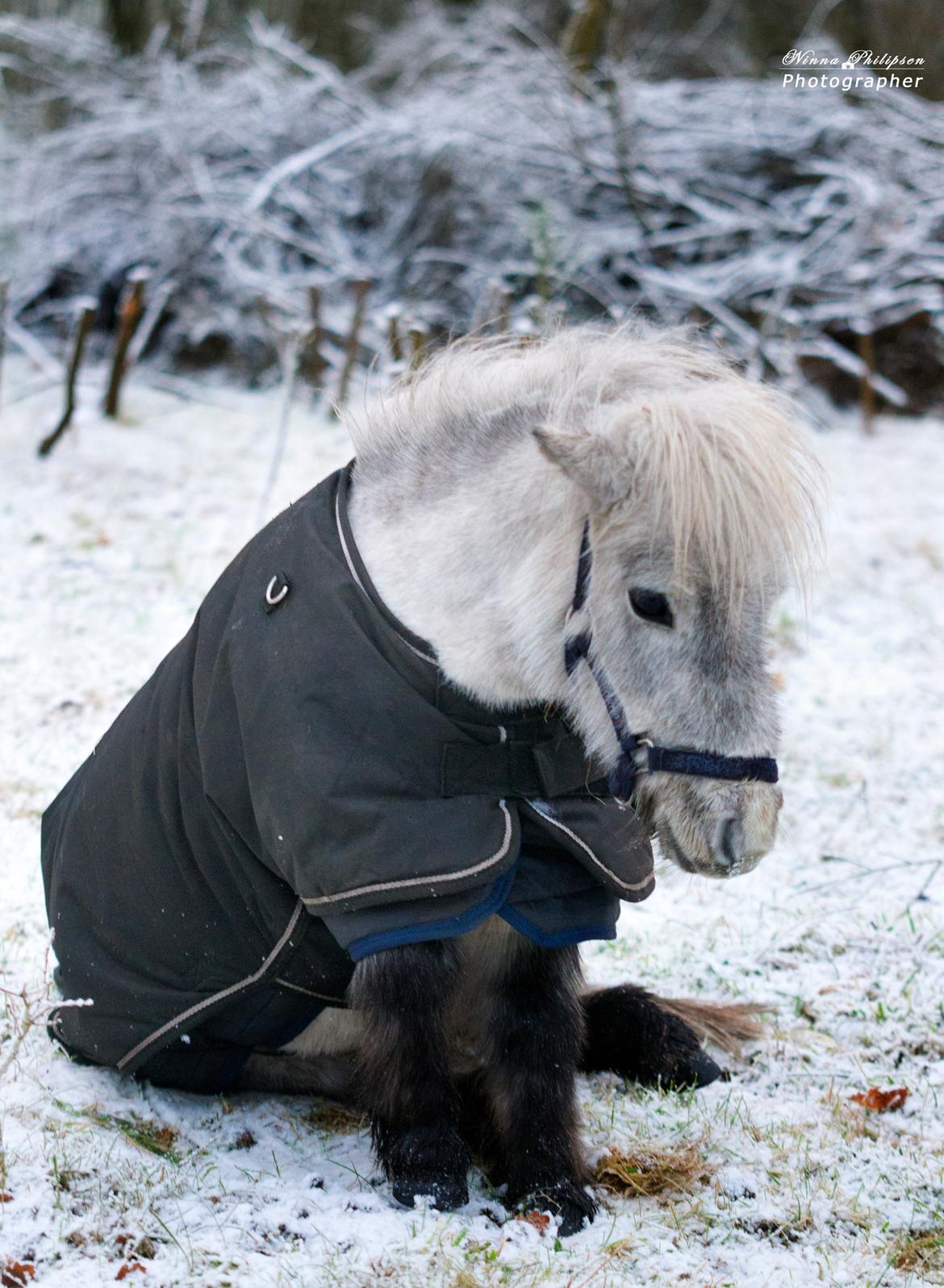 Miniature Máni billede 6