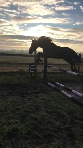 Anden særlig race Lillebygholms Damon billede 8