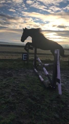 Anden særlig race Lillebygholms Damon billede 6