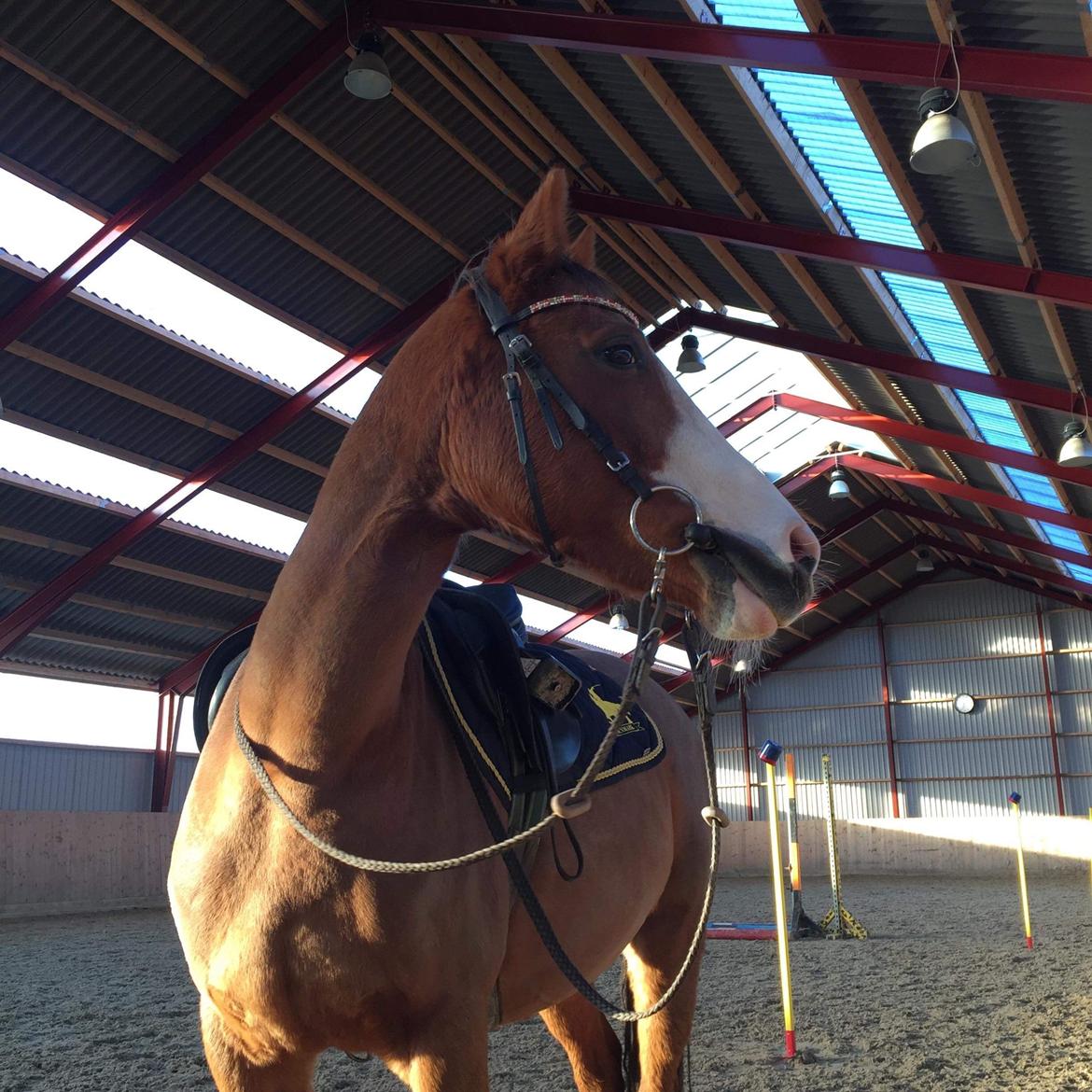 Tysk Sportspony Højvangs Winnie billede 4