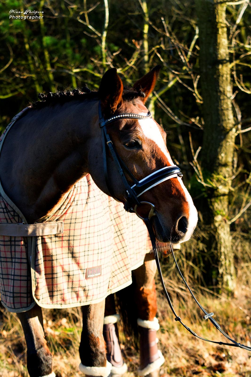 Anden særlig race Caunt Sunshine... Mit et og alt <3 billede 16