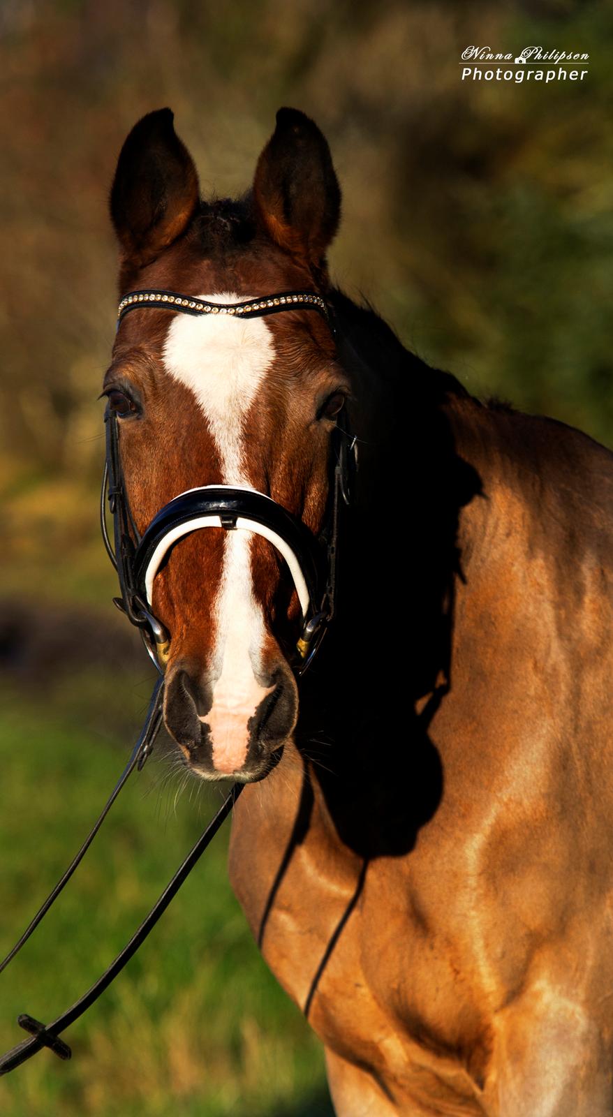 Anden særlig race Caunt Sunshine... Mit et og alt <3 billede 18