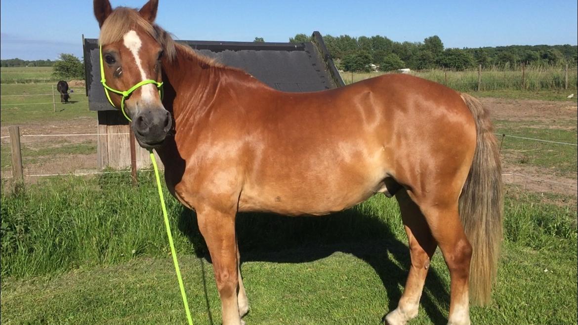 Welsh Cob (sec D) Kiding Game On billede 12