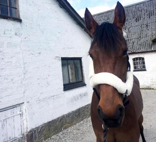 Traver Langesøs Fiona billede 19