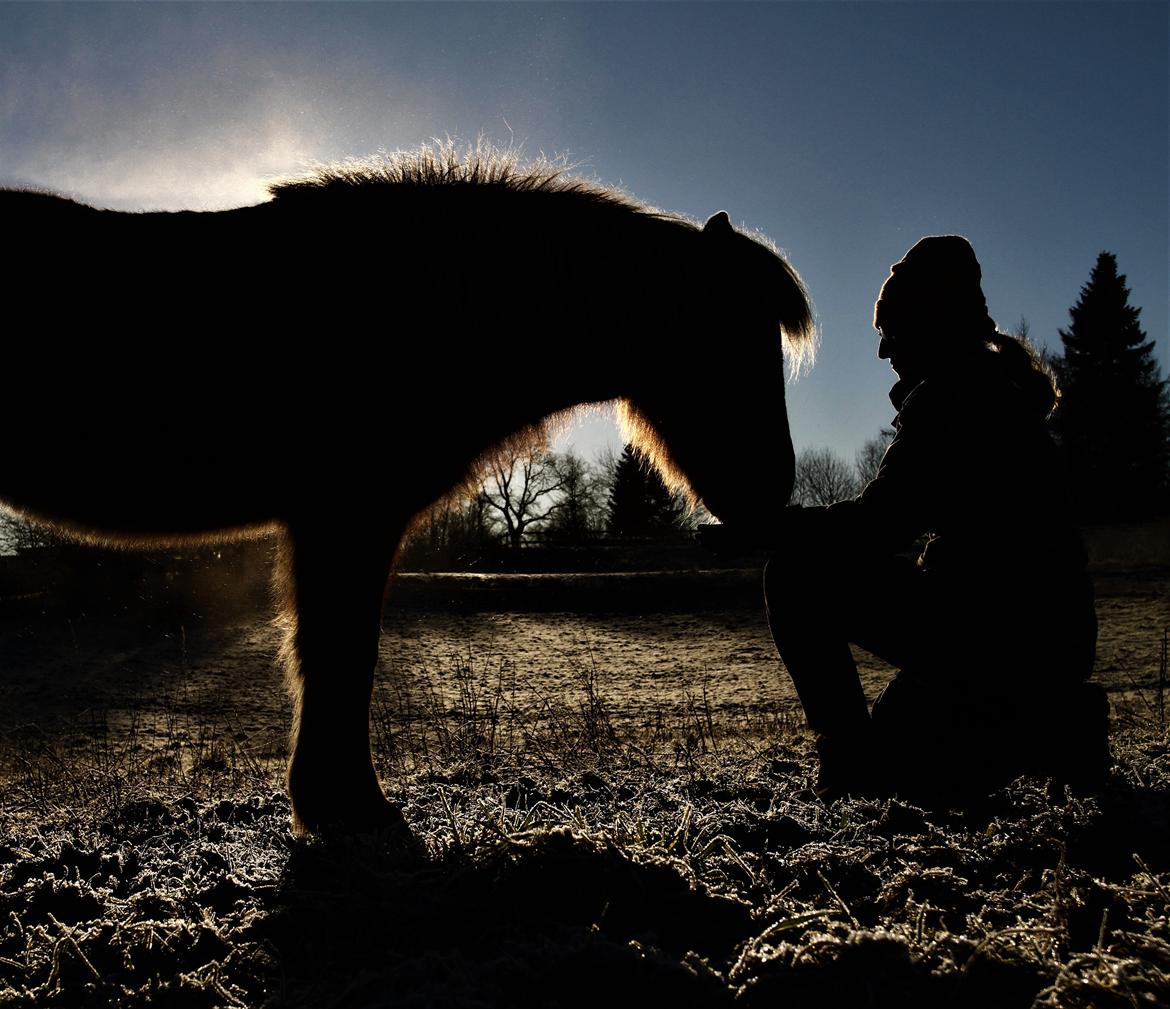 Islænder Flika billede 2