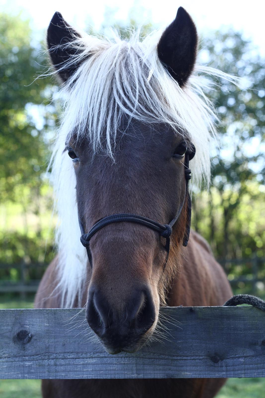 Islænder Flika billede 14