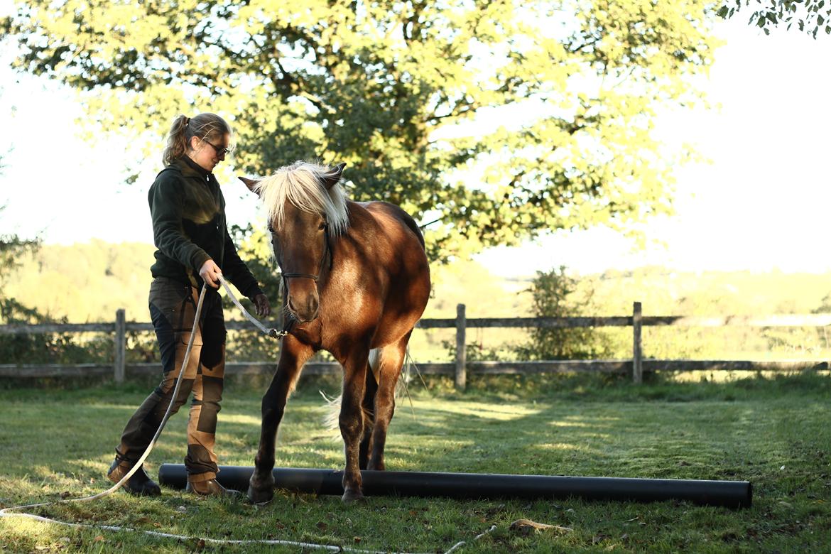 Islænder Flika billede 7