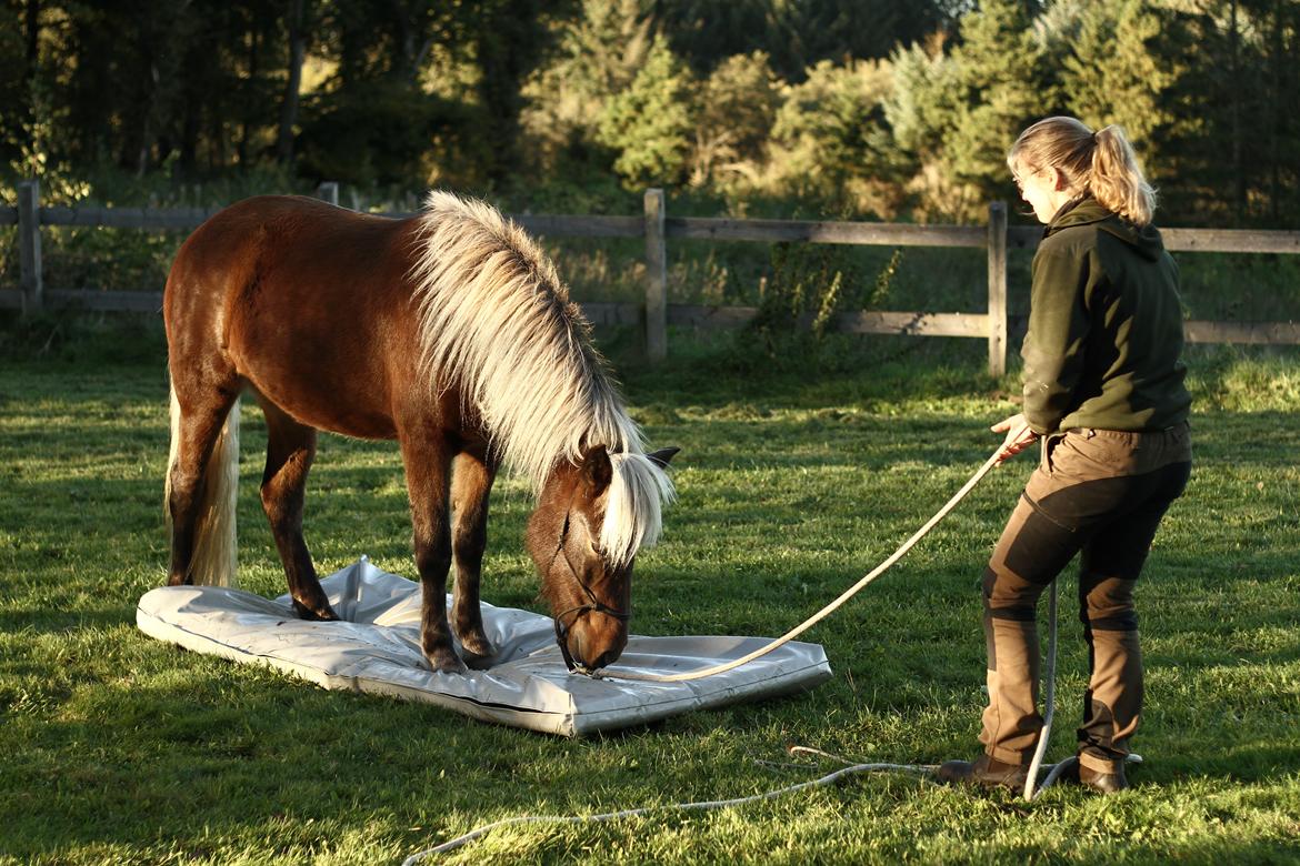 Islænder Flika billede 4