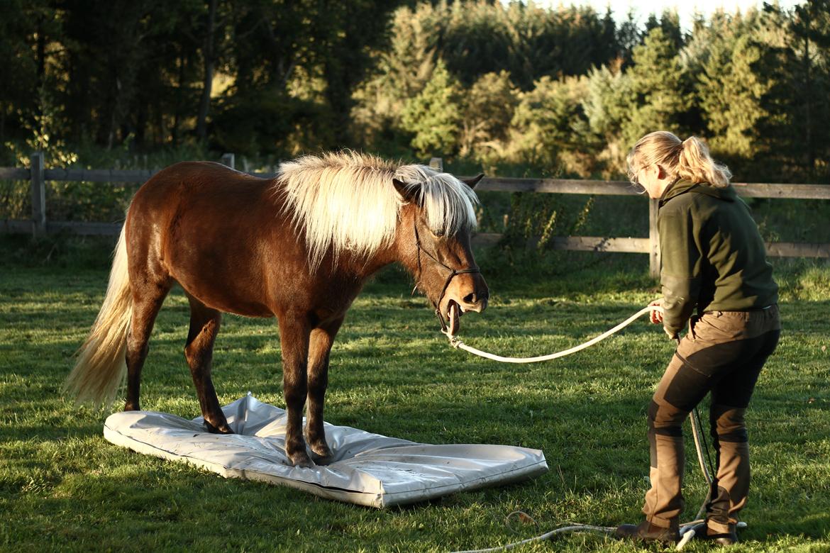 Islænder Flika billede 5