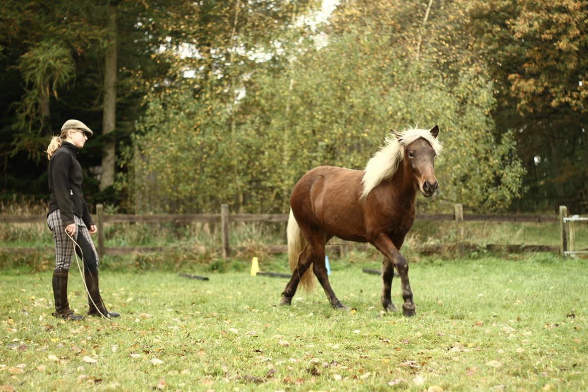 Islænder Flika billede 8