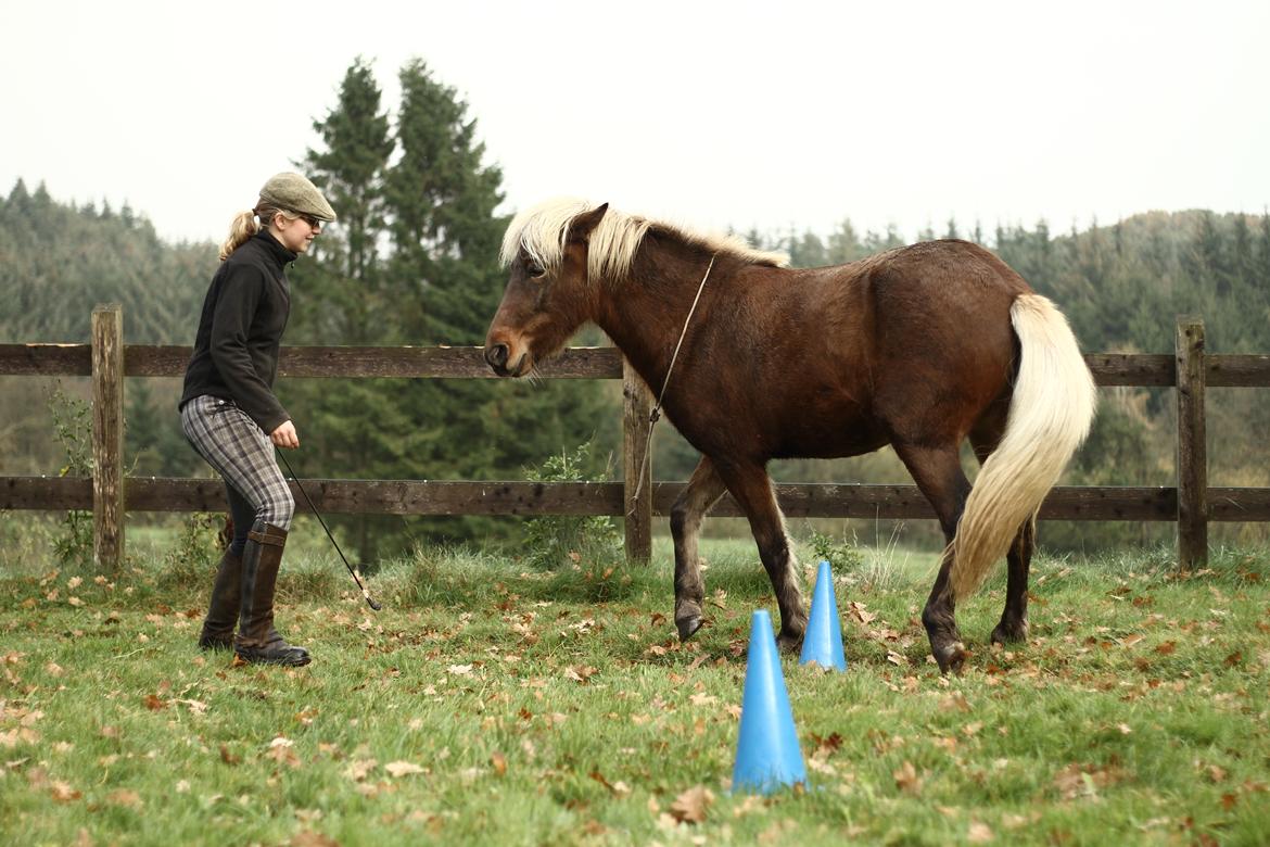 Islænder Flika billede 9