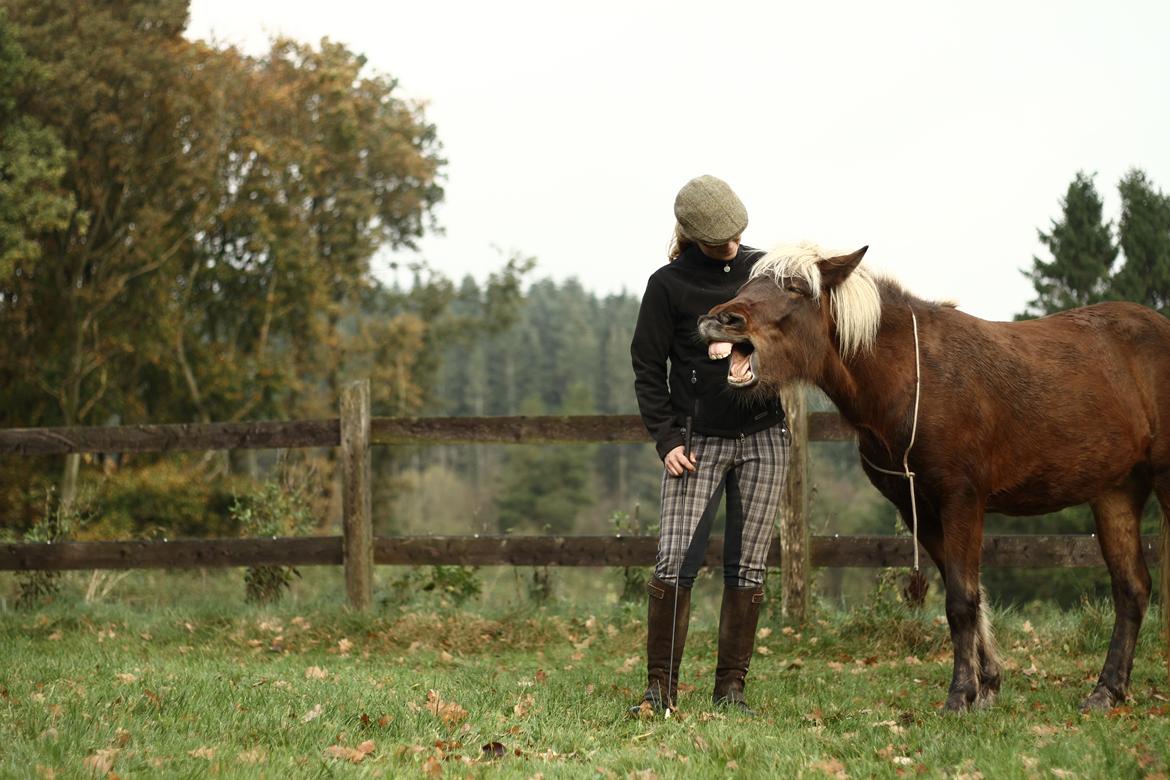 Islænder Flika billede 10