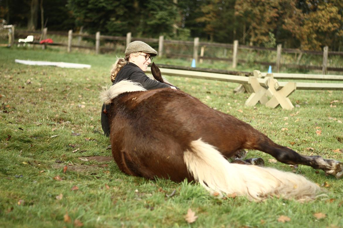 Islænder Flika billede 3