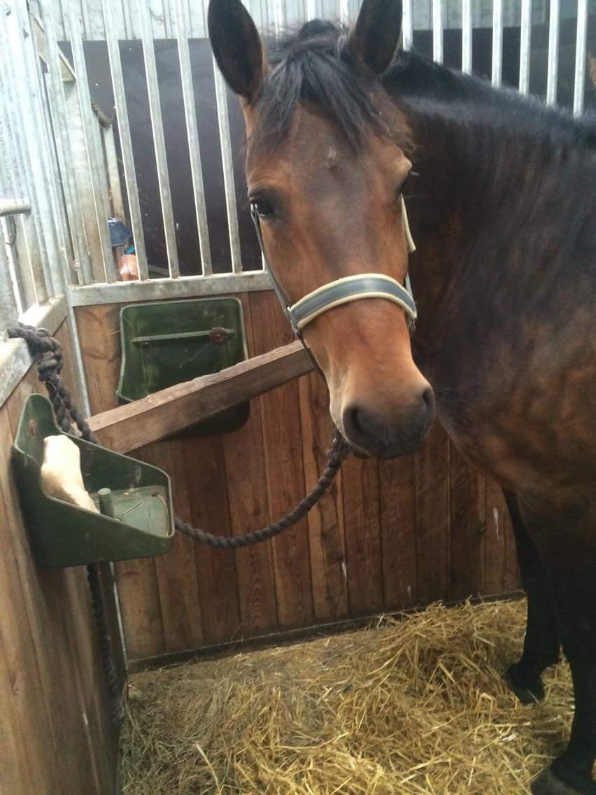 New Forest Meldgaardens Lady Fantasy / Tass billede 1