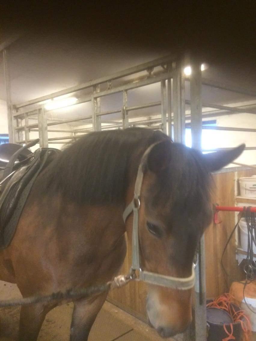 New Forest Meldgaardens Lady Fantasy / Tass billede 5