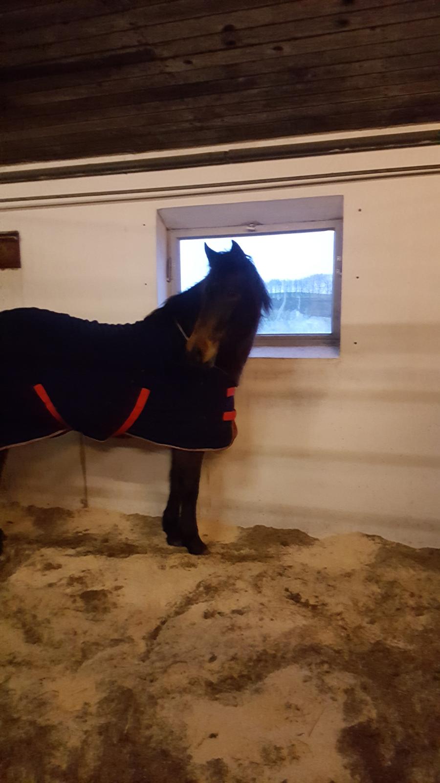 New Forest Meldgaardens Lady Fantasy / Tass billede 10