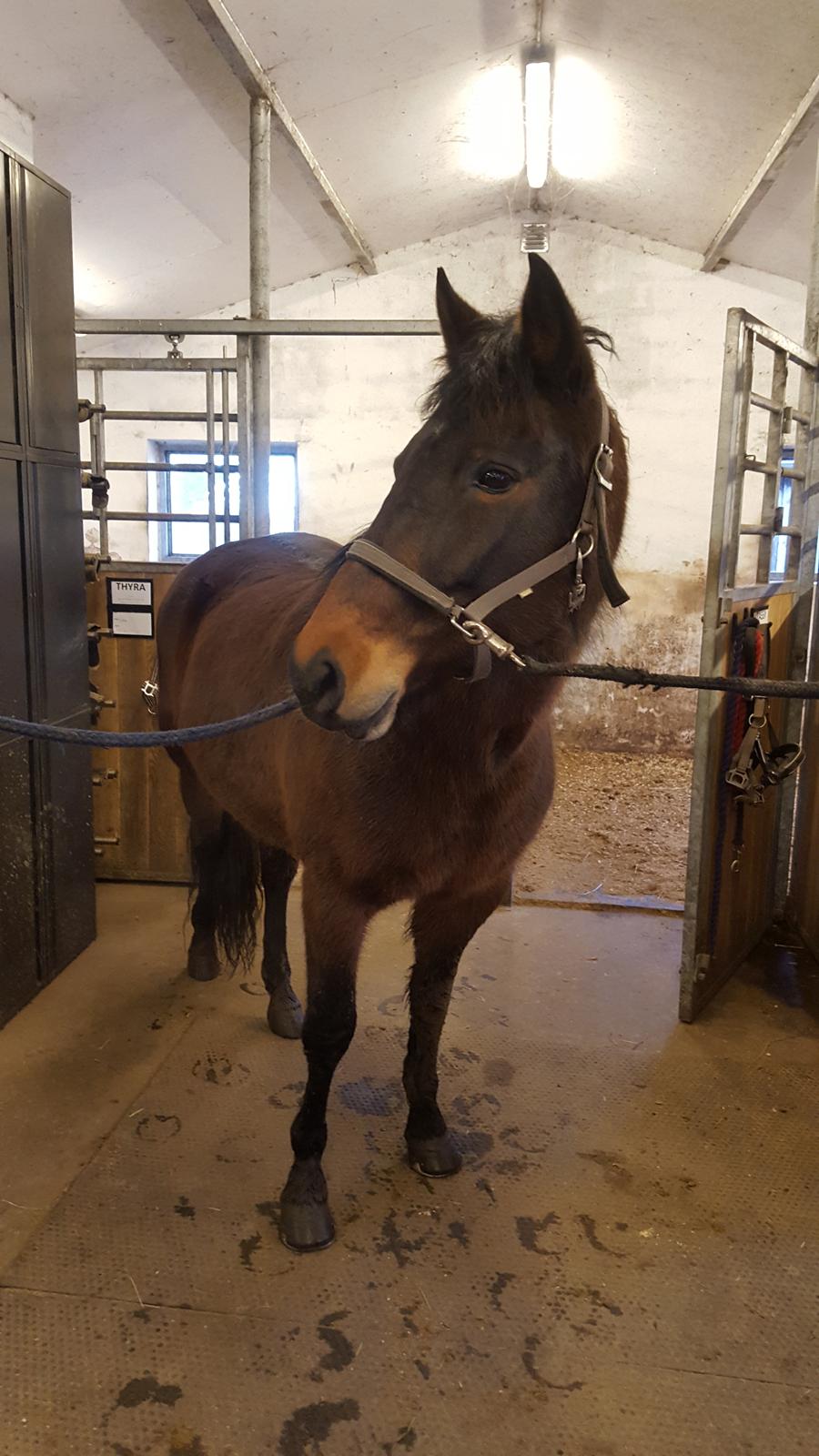 New Forest Meldgaardens Lady Fantasy / Tass billede 9