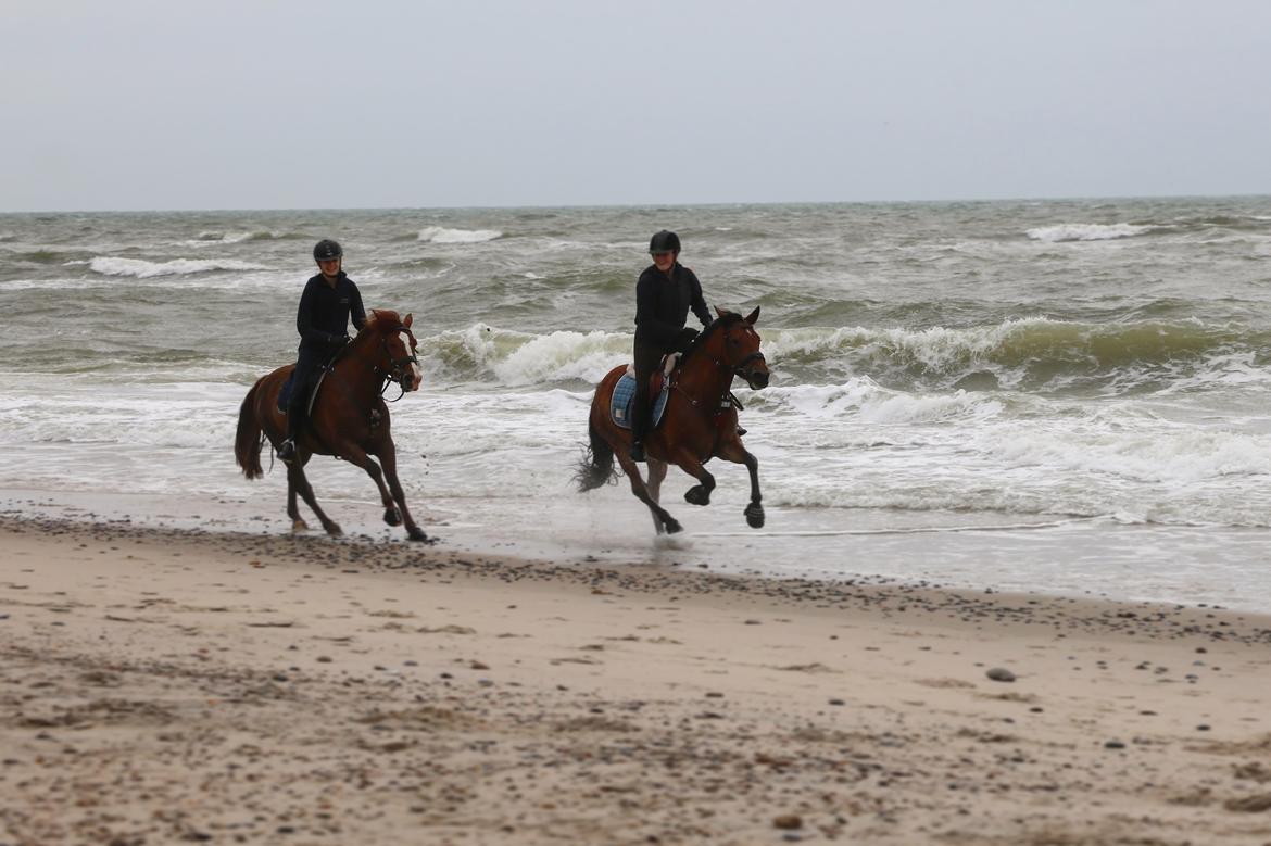 New Forest Marrondales Lovejoy billede 9