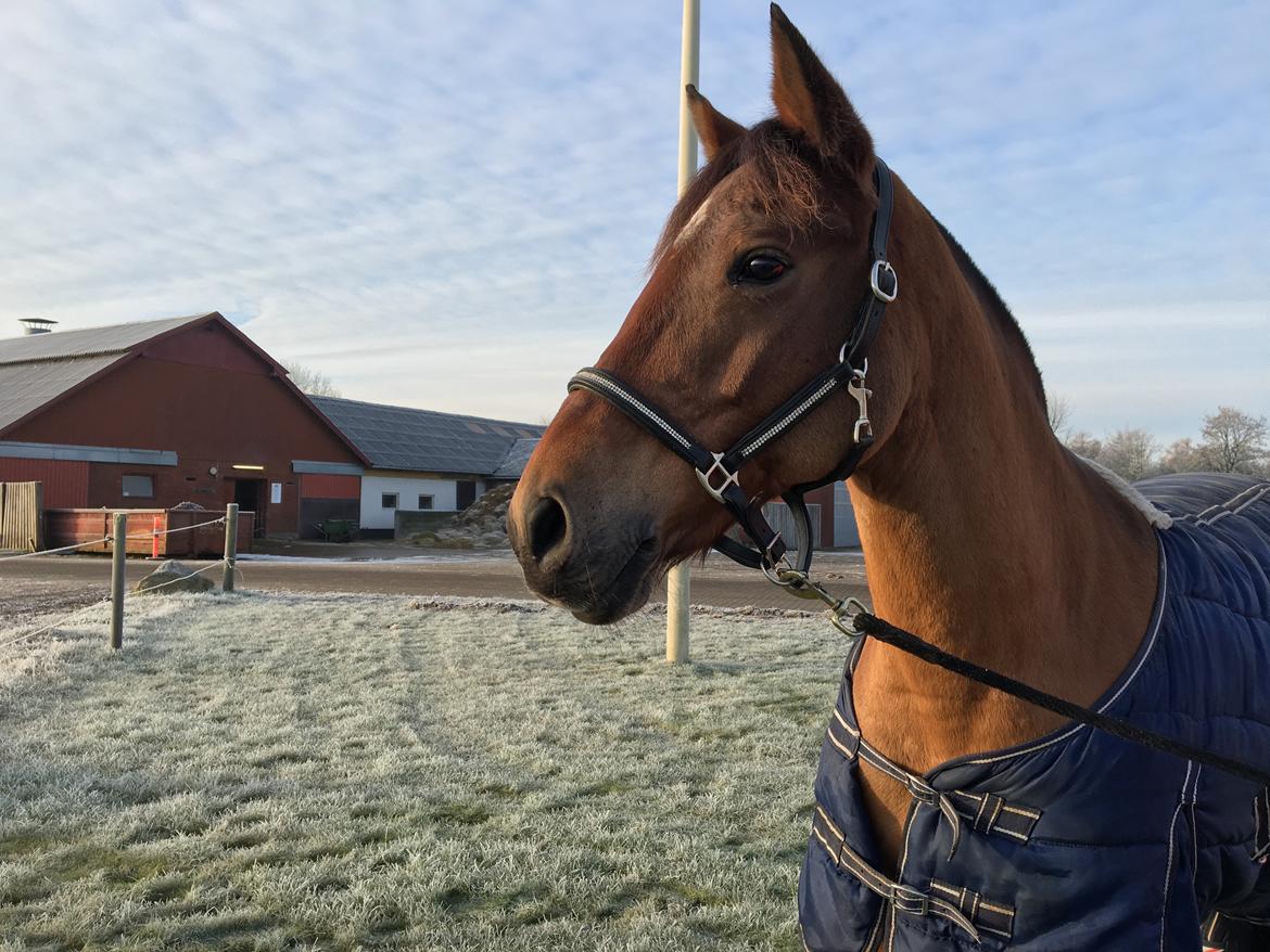 New Forest Marrondales Lovejoy billede 10