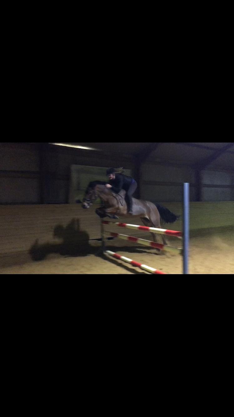 New Forest Marrondales Lovejoy billede 11