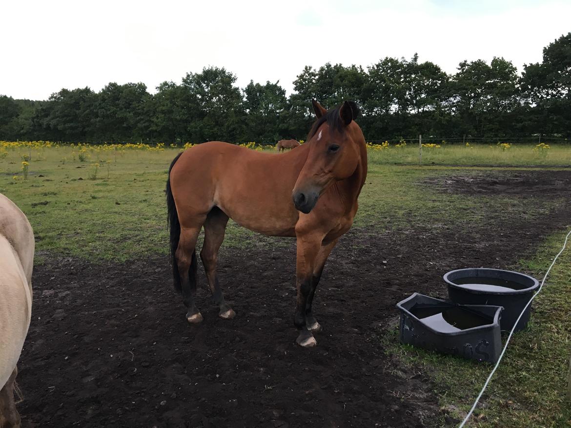 New Forest Marrondales Lovejoy billede 12