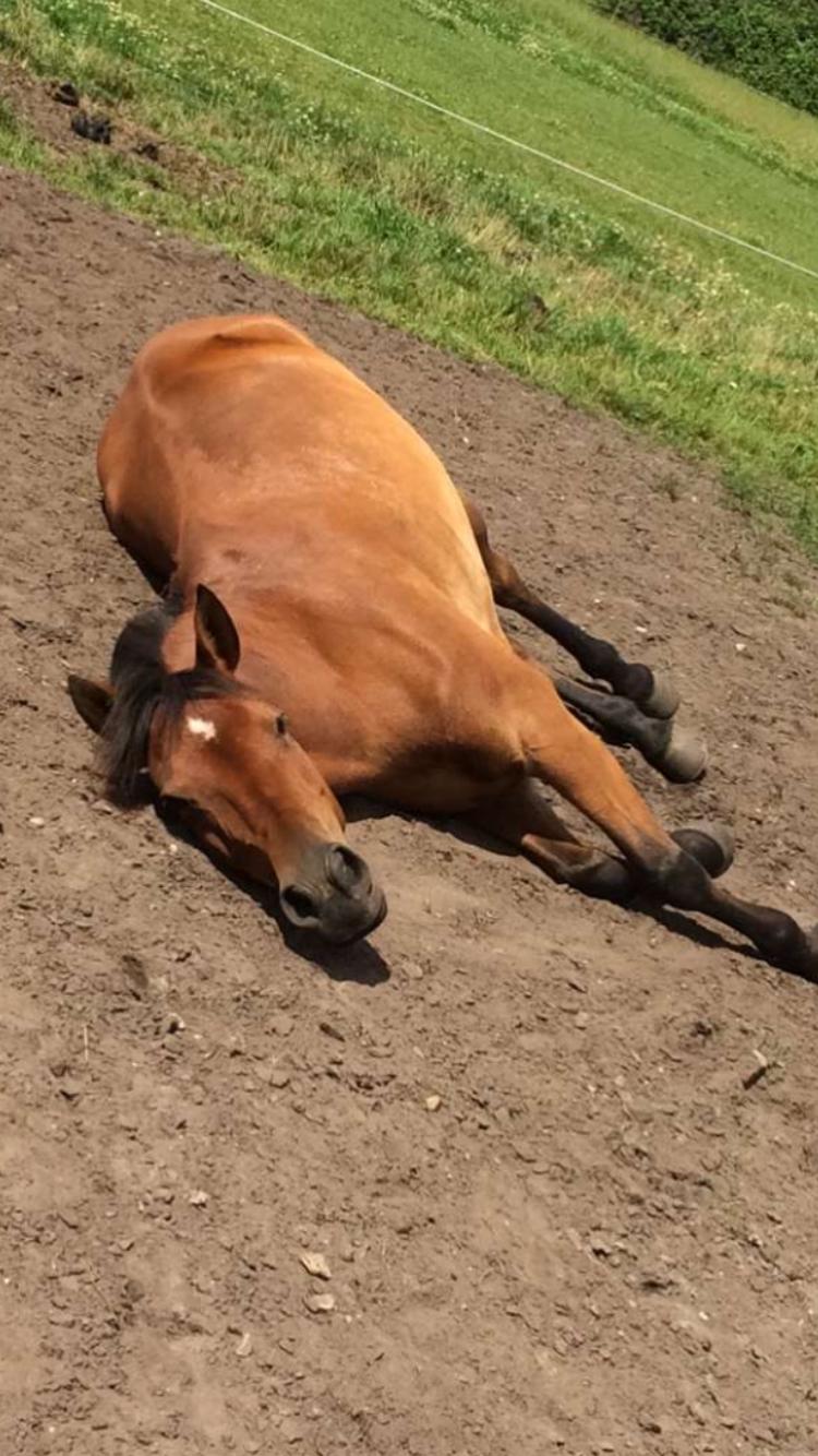 New Forest Marrondales Lovejoy billede 13