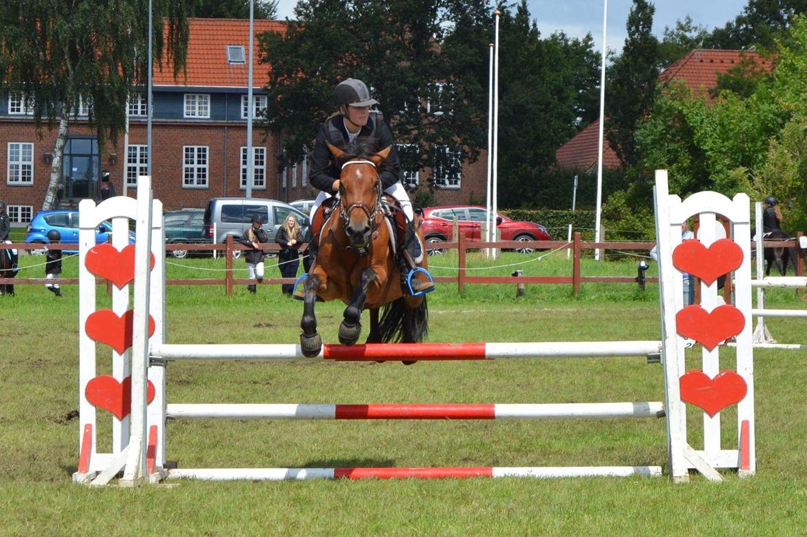 New Forest Marrondales Lovejoy billede 14