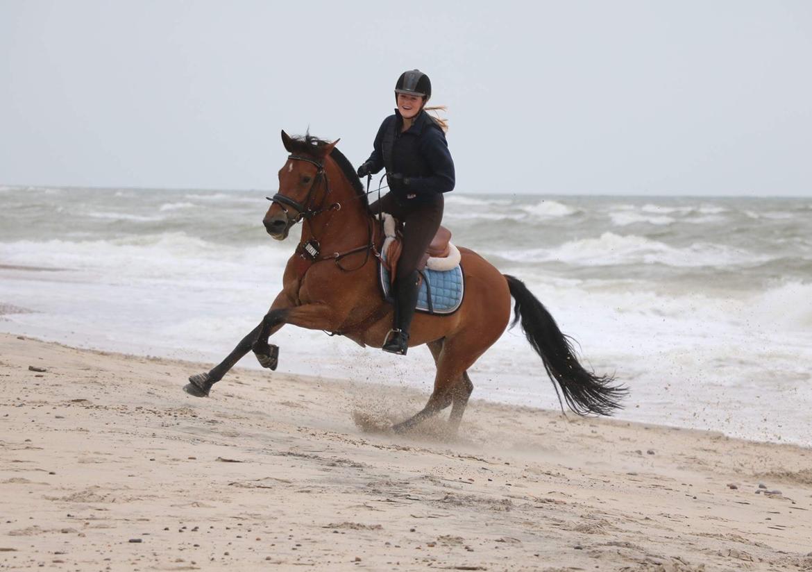 New Forest Marrondales Lovejoy billede 15