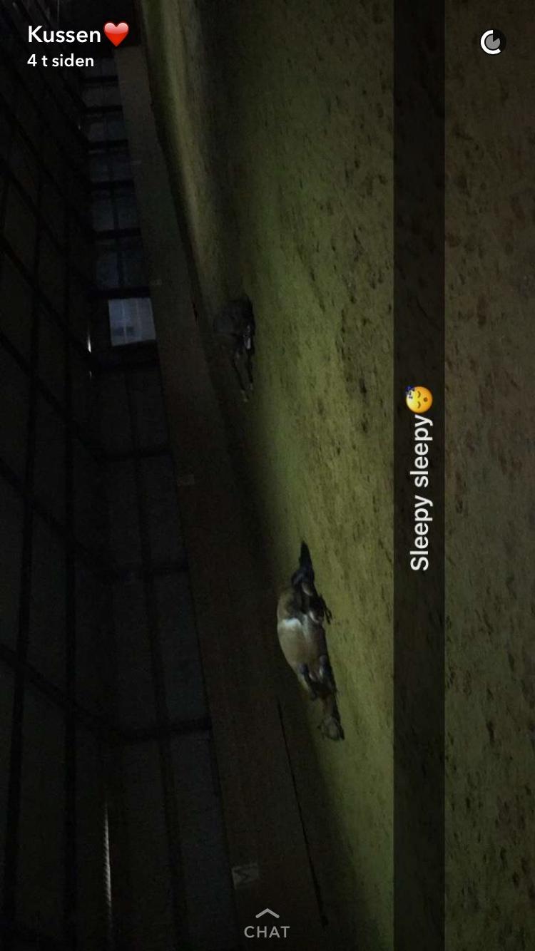 New Forest Marrondales Lovejoy - Nutte ponyer billede 16