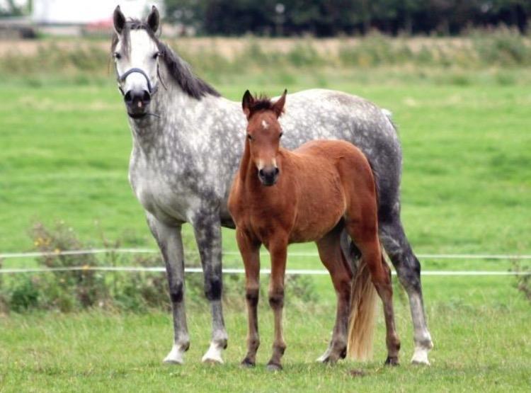 New Forest Marrondales Lovejoy - Baby Joy billede 18