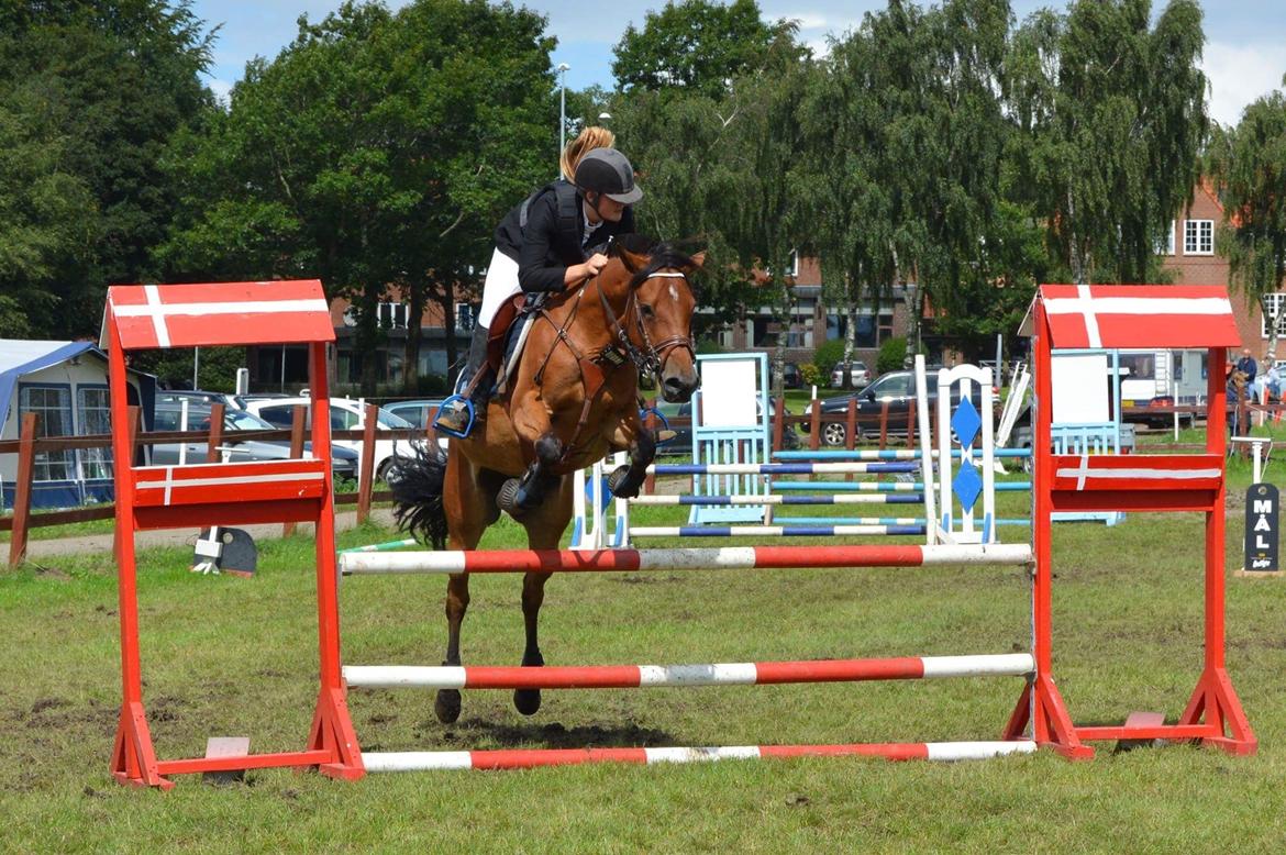 New Forest Marrondales Lovejoy billede 19