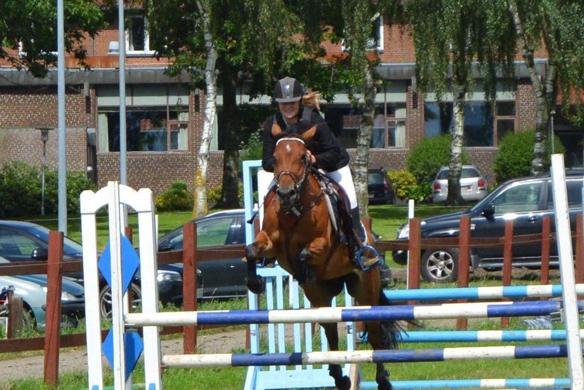 New Forest Marrondales Lovejoy billede 20