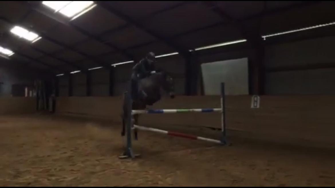 New Forest Marrondales Lovejoy billede 17