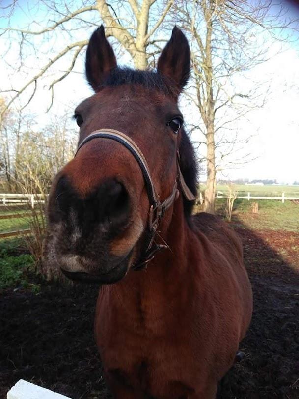 New Forest Baltazar - Foto: Mig ( 2017) billede 7