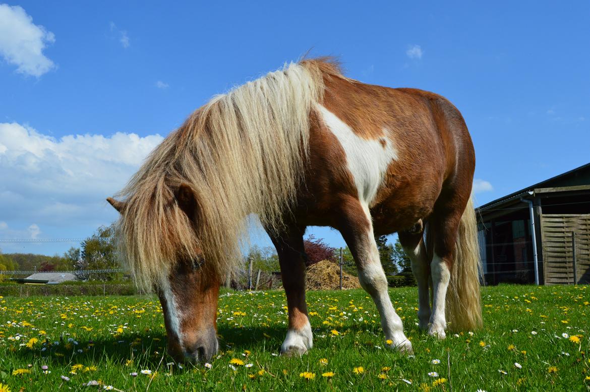 Anden særlig race Bob billede 3