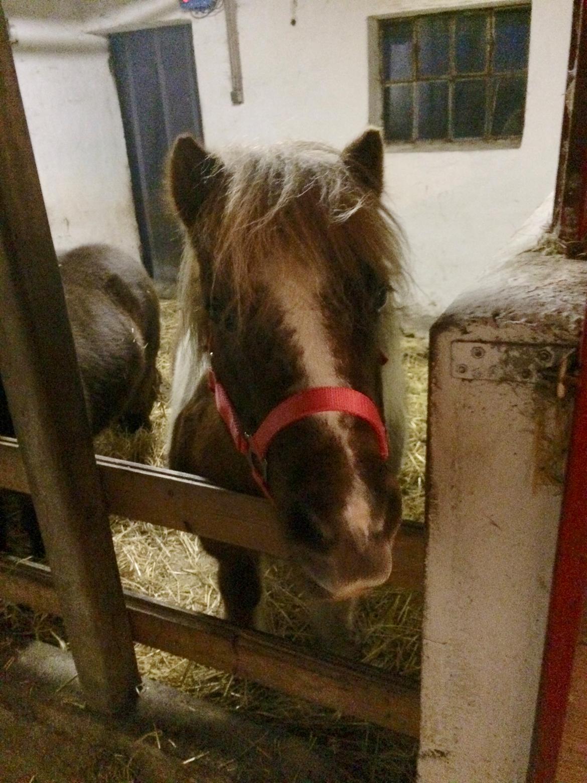 Anden særlig race Bob billede 6
