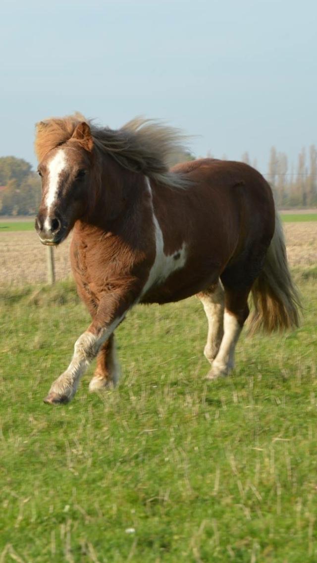 Anden særlig race Bob billede 10