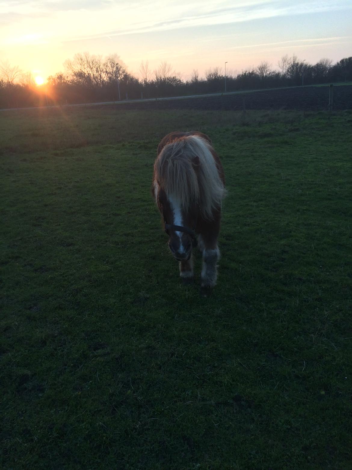Anden særlig race Bob billede 16