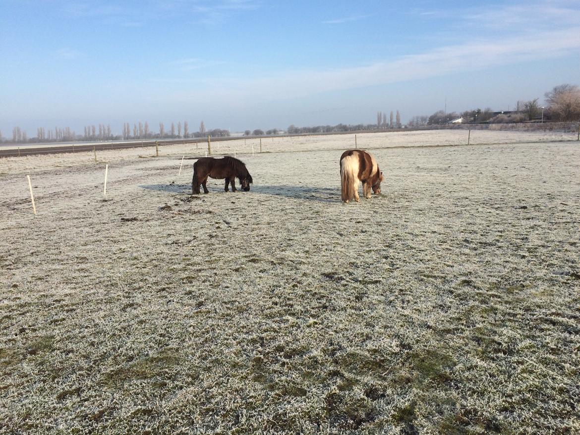 Anden særlig race Bob billede 12