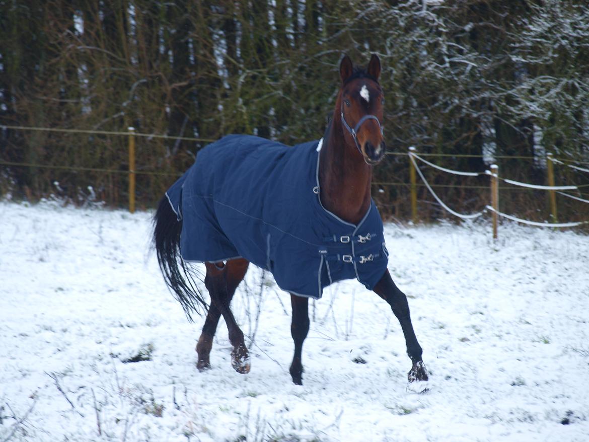 Anden særlig race Magic billede 2