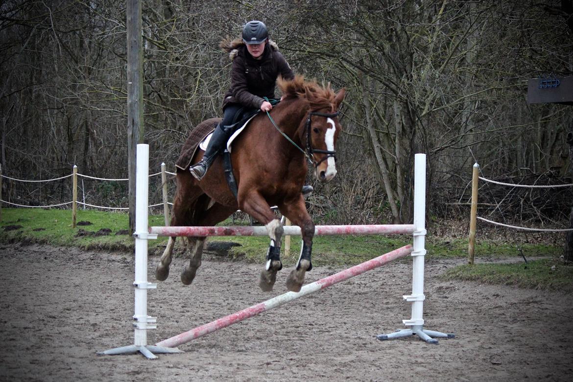 Dansk Varmblod Borregaards Camilo billede 22