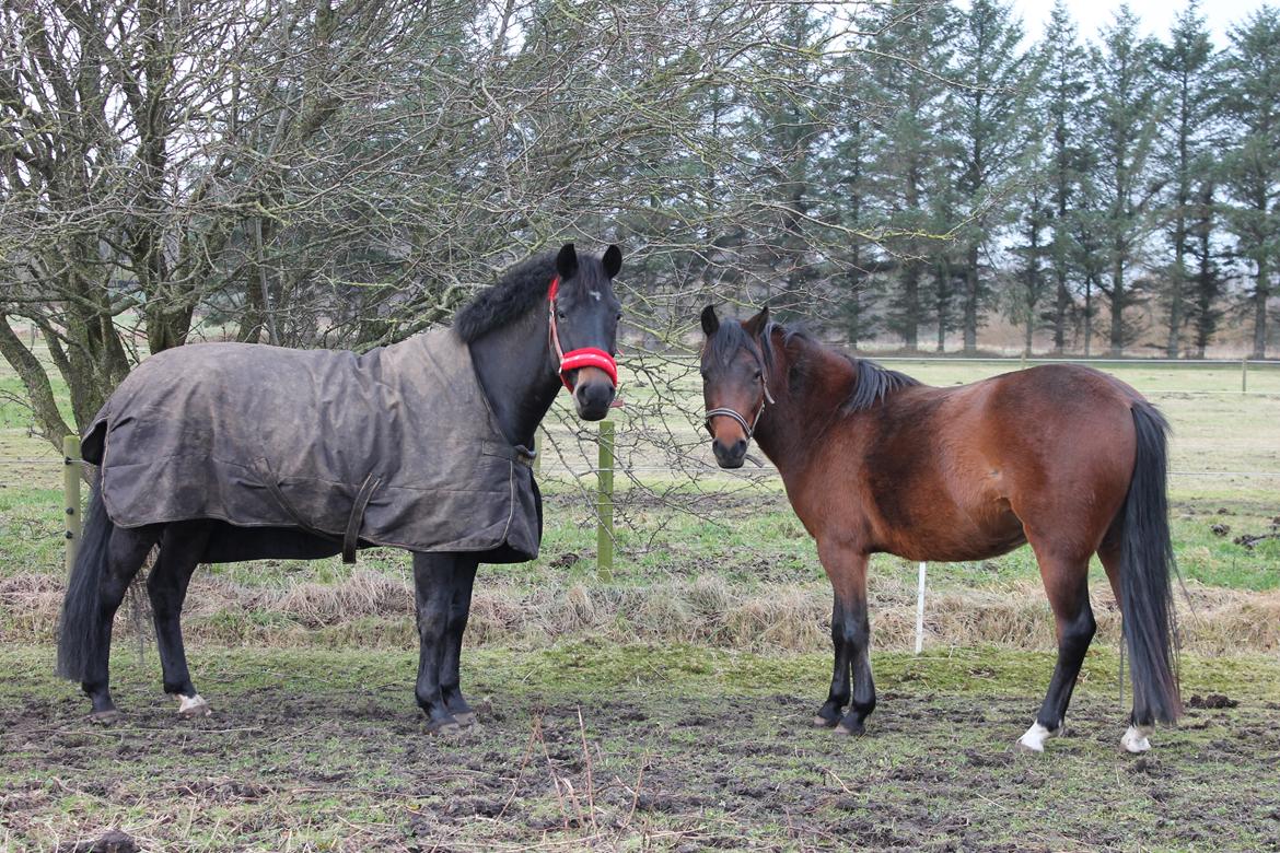 New Forest Mortensmindes picasso - Det er nu dejligt at have en RIGTIG god ven billede 17