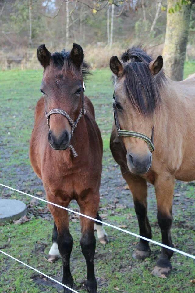 New Forest Mortensmindes picasso - Mor og søn billede 18