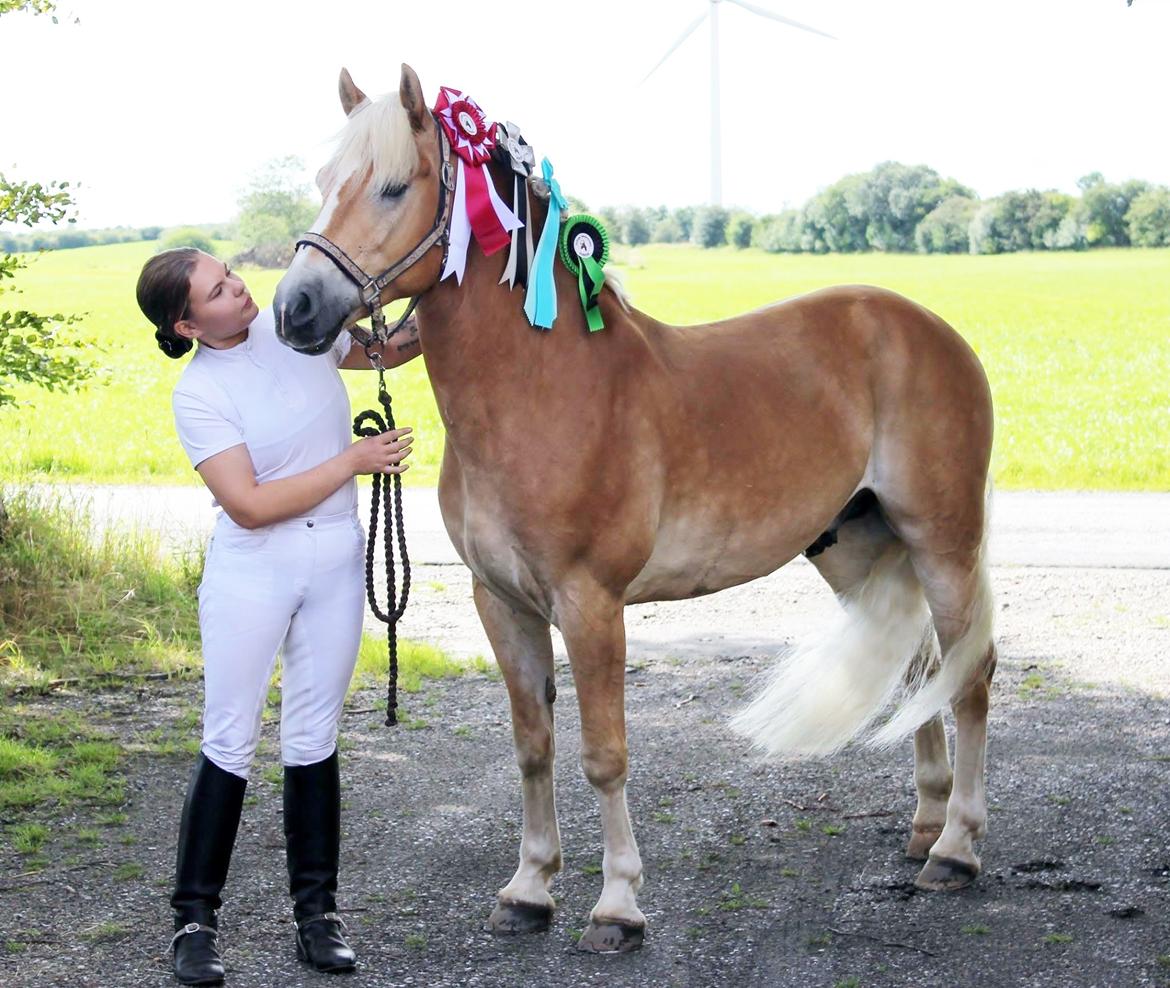 Haflinger Alganto a kroggaard billede 12