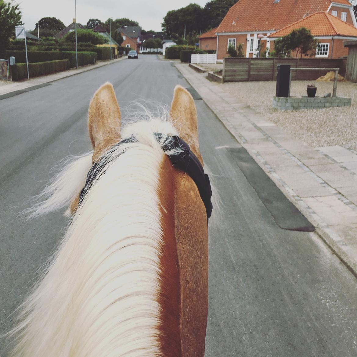 Haflinger Alganto a kroggaard billede 13